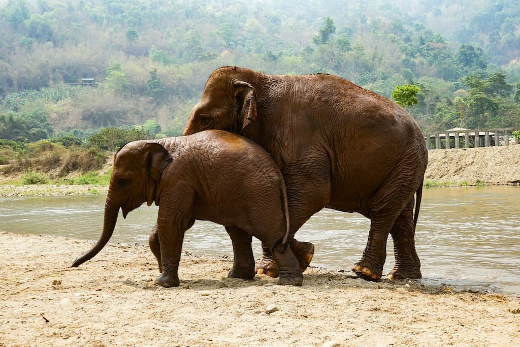 elephant-sanctuary-chiang-mai