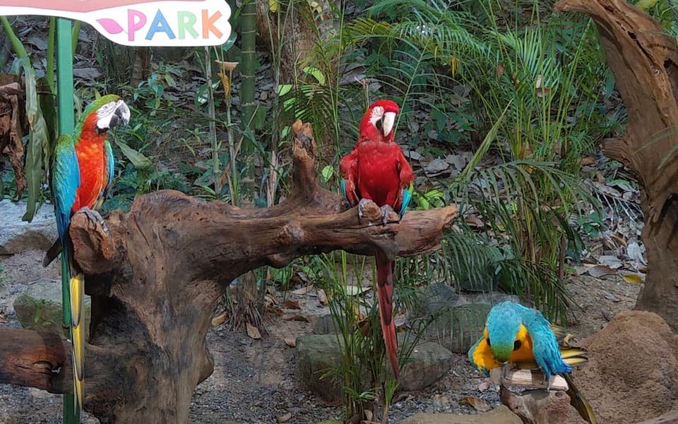phuket-bird-park