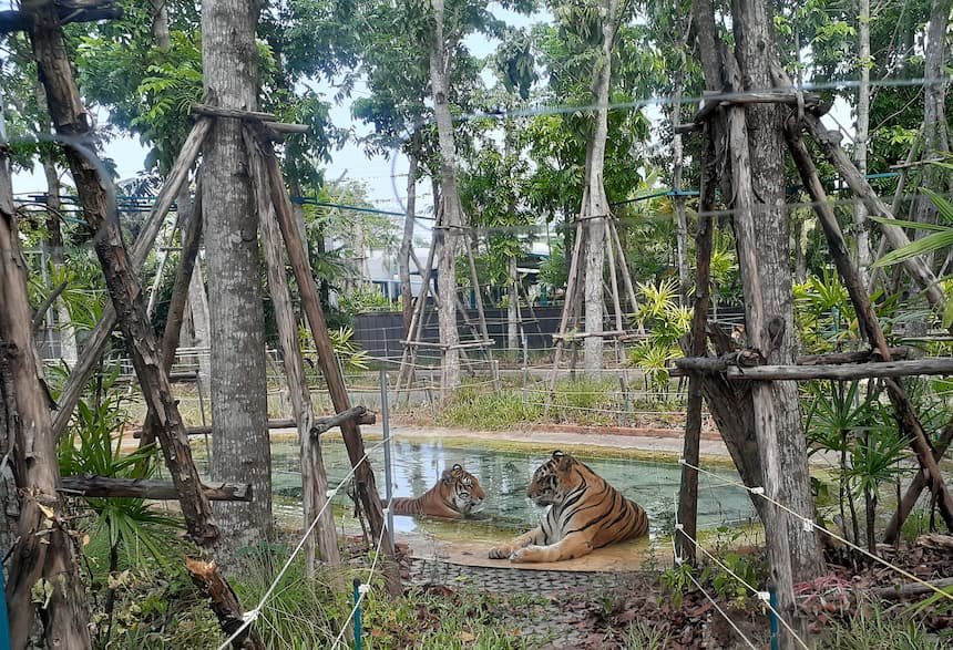 tiger-park-pattaya